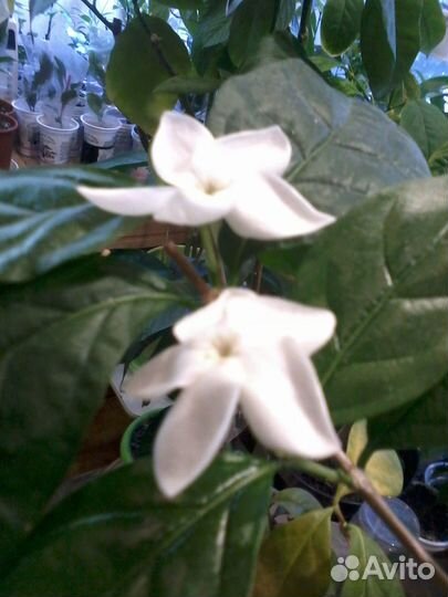 Псилантус бенгальский- ароматная экзотика