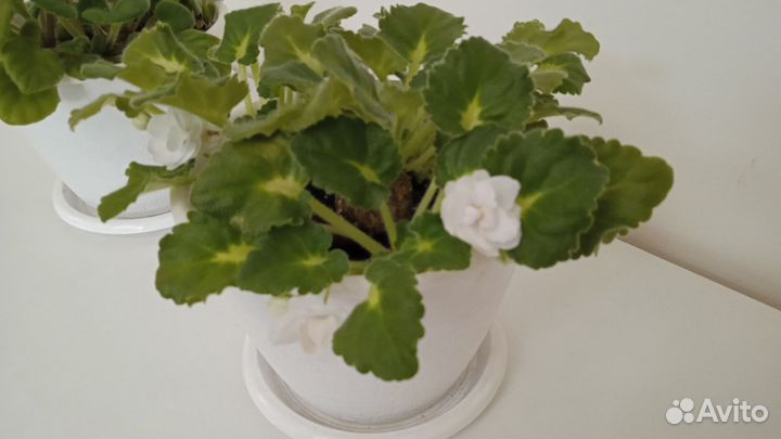 Цветы фиалка и юкка