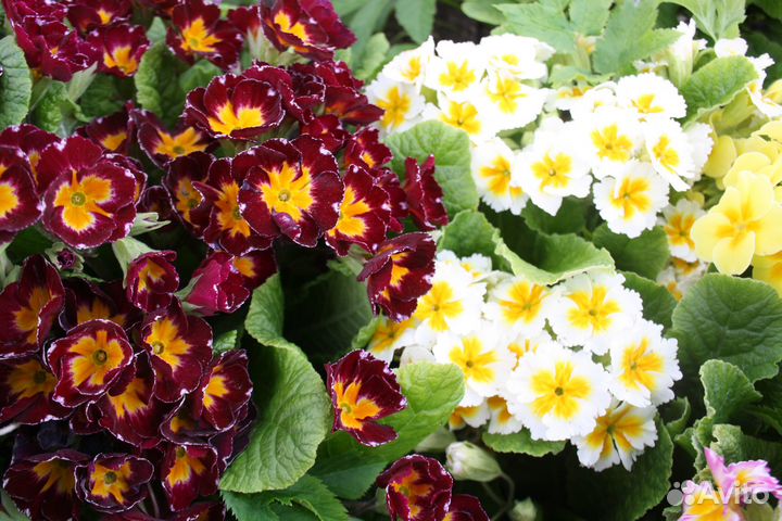 Садовые цветы - примулы