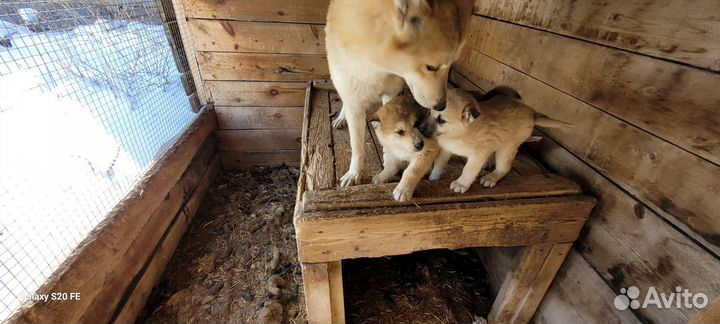 Щенки западно сибирской лайки
