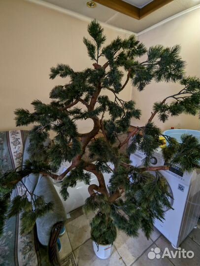 Декоративные деревья