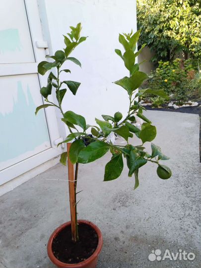 Павловский лимон