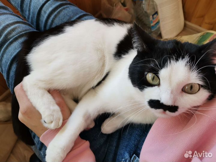 Кот в добрые руки