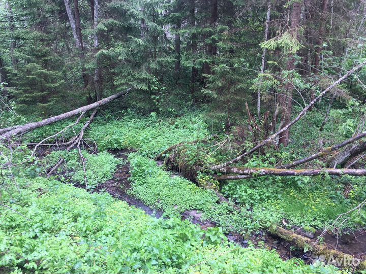 Организатор мероприятий ретритов