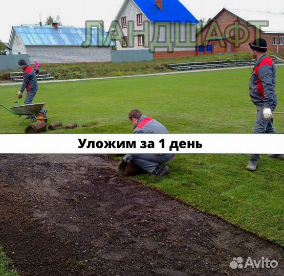 Городской рулонный газон доставка Апрелевка