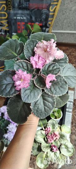 Сортовые фиалки