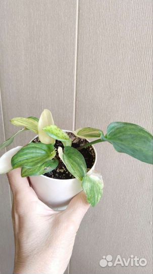 Дримиопсис, спатифиллум, хлорофитум, традесканция