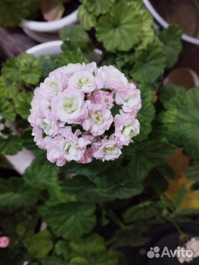 Цветы пеларгония,фикусы,иписция,герань тульпанка