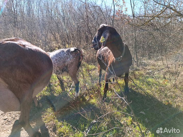 Козье молоко