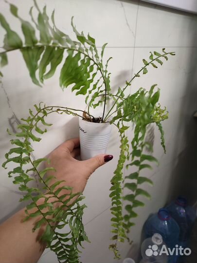 Папоротники (нефролепис) тигр (тайгер) и безымяшка