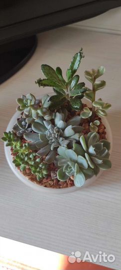 Кактусы и суккуленты