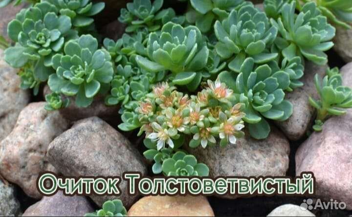 Очиток толстоветвистый
