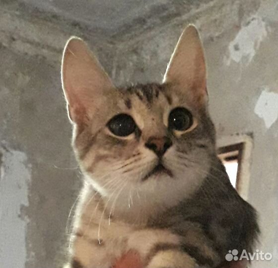 Озорной котёнок