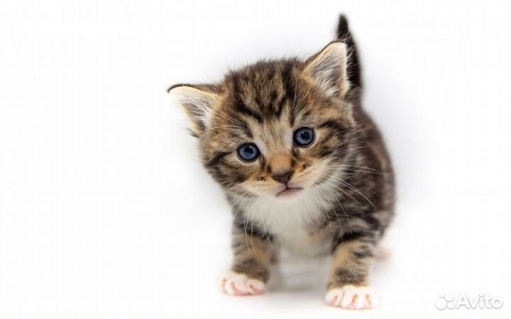 Очаровательные сладкие маленькие котята 1,5 мес