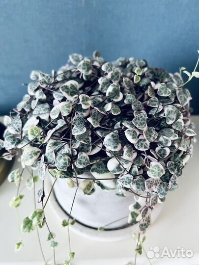 Церопегия Вуди вариегатная