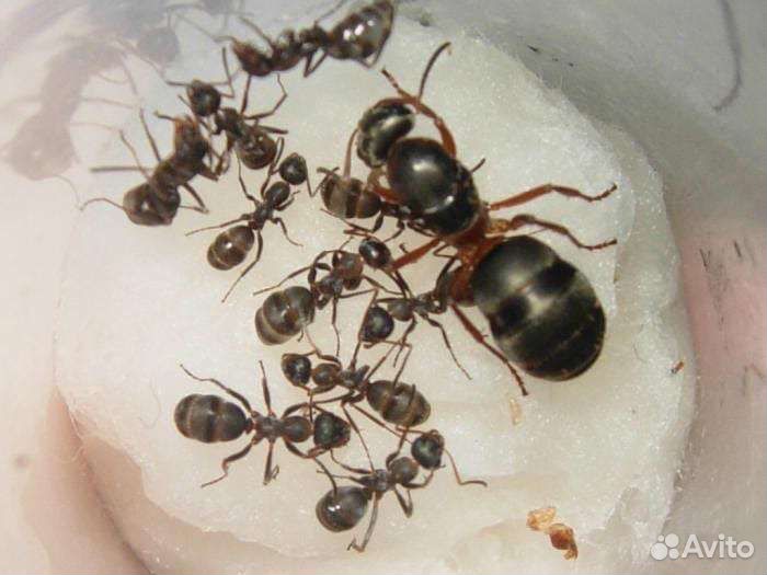 Tetramorium caespitum, formica cunicularia