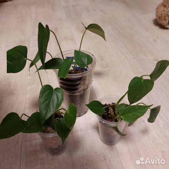 Антуриум андре