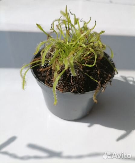 Росянка Капская