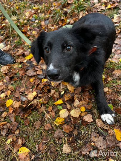 Молодой пёсик Валера