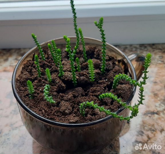 Комнатные цветы суккуленты