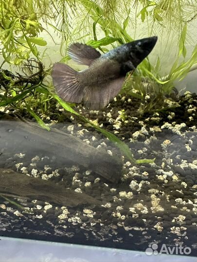 Рыбка петушок, самка петушка