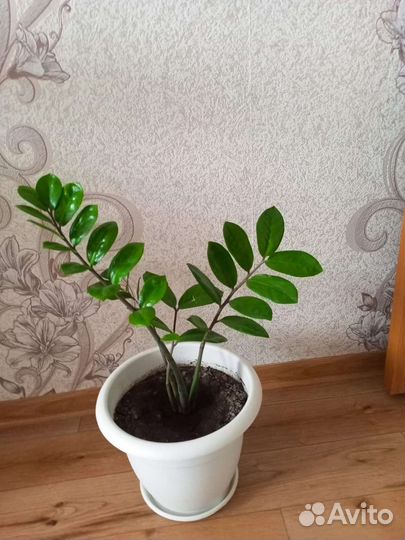 Замиокулькас