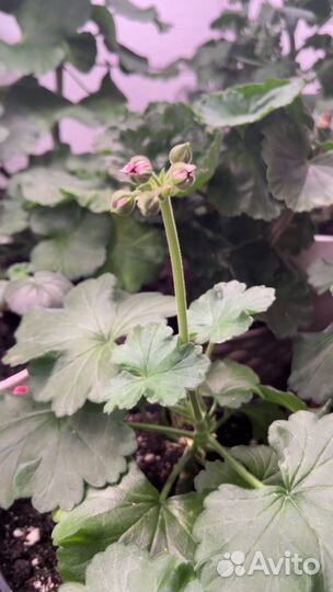 Герани и пеларгонии