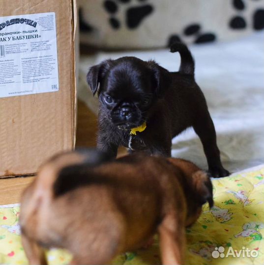 Пти брабансон девочка