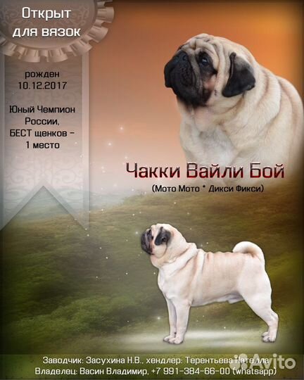 Ждем невесту