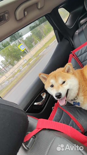 Доставка животных