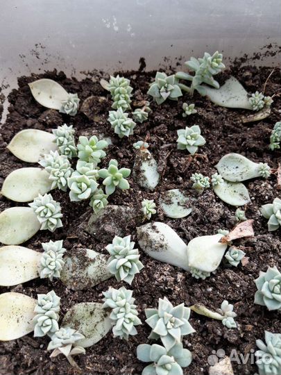 Суккуленты