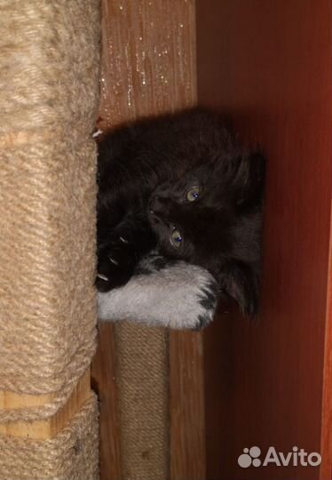 Котенок в дар