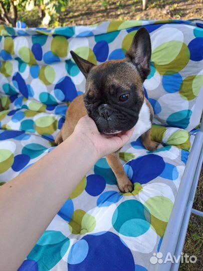 Французский бульдог