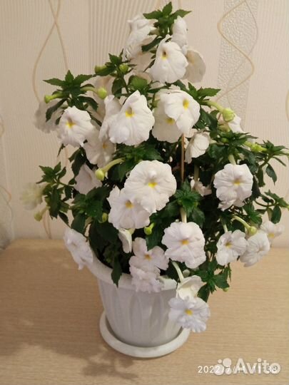 Ризомы ахименесов