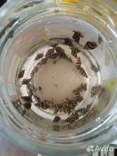 Улитка хелена