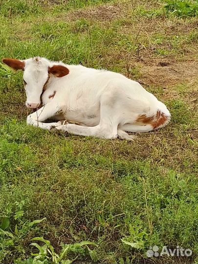 3 Бычка и тёлочка