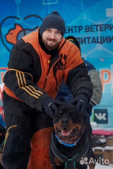 Дрессировка собак