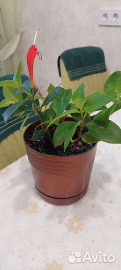 Эсхинантус жар птица