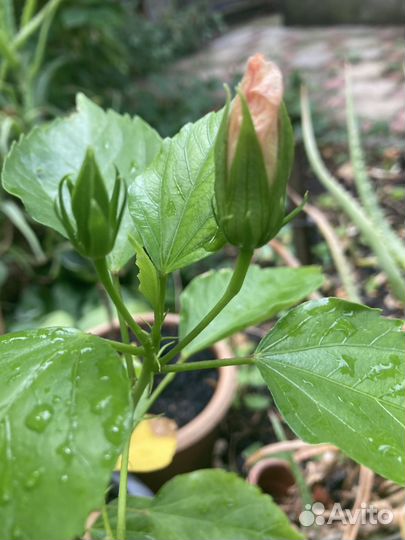 Гибискус Double Peach желто-персиковый махровый и