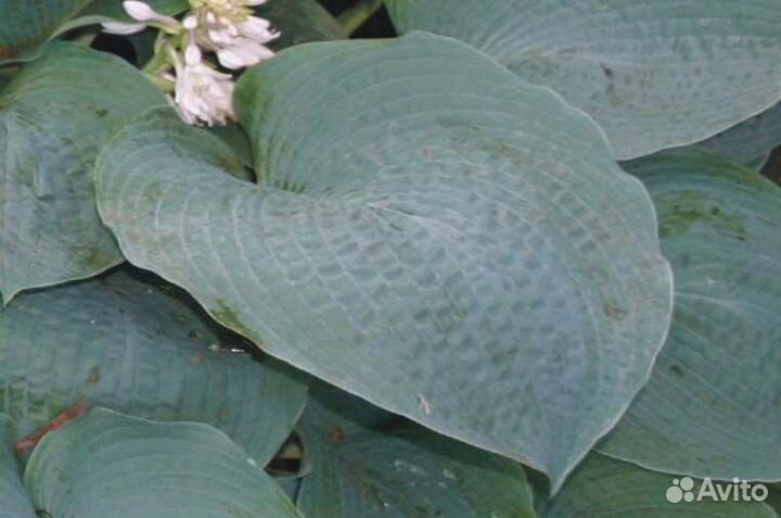 Хоста Биг мама