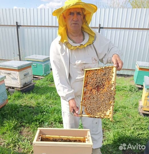 Пчёлы, пчелопакеты