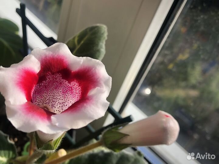 Цветы Тидея, Глоксинии,цветущие, с бутонами