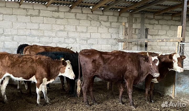 Продаются телки