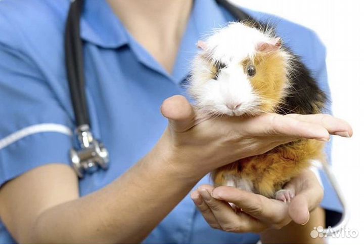 Ратолог - осмотр, лечение и консультация ратолога