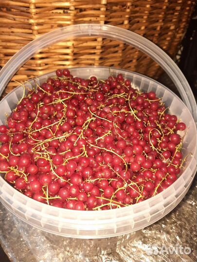 10.07 Клубника родительская 5л привезла в город