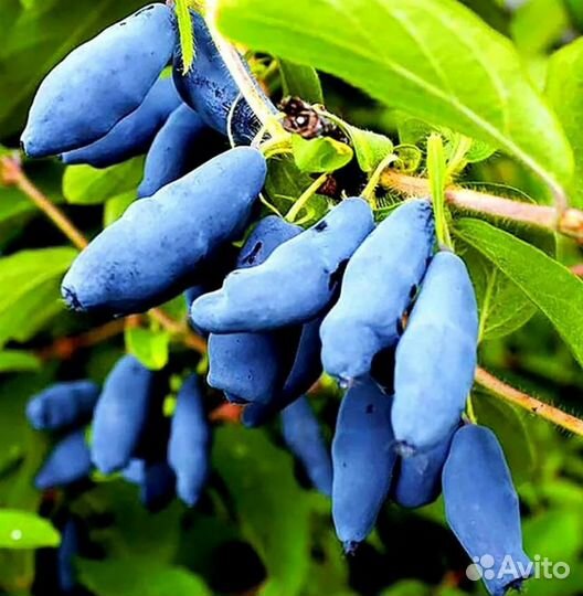 Жимолость кусты