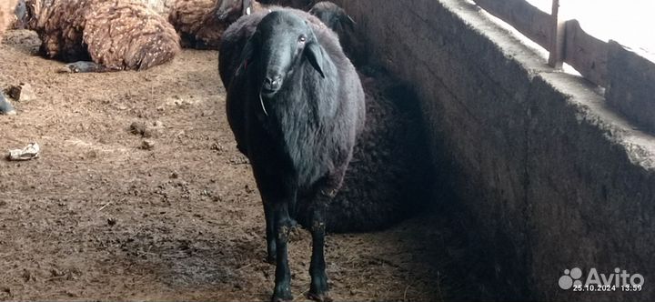 Бараны гиссарские