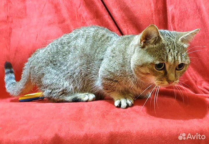 Манчкин супершот