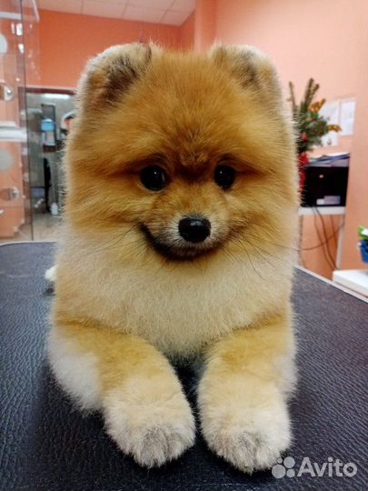 Стрижка собак, чистка зубов