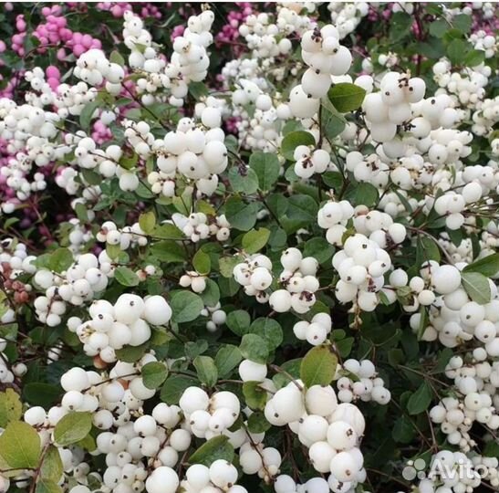 Многолетние садовые растения